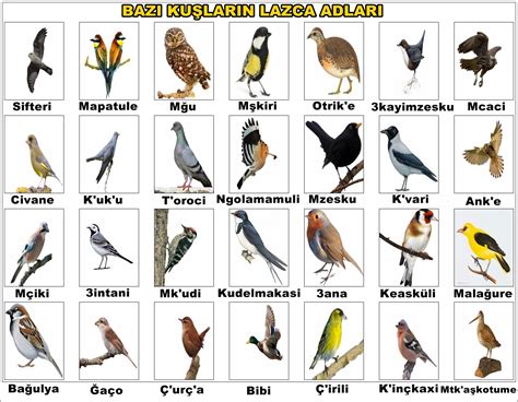 Kuş isimleri